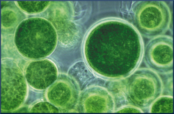 algae-cells-resized-6002