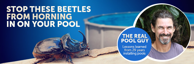 horn nosed beetles broke my pool